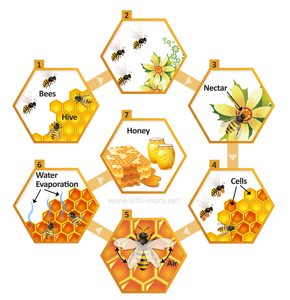 How bees produce honey
